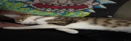 British Shorthair cats for sale: Gorgeous tabby female - Advert 5