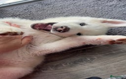 Japanese Akita Inu dogs for stud: Japanese Akita - Image 9