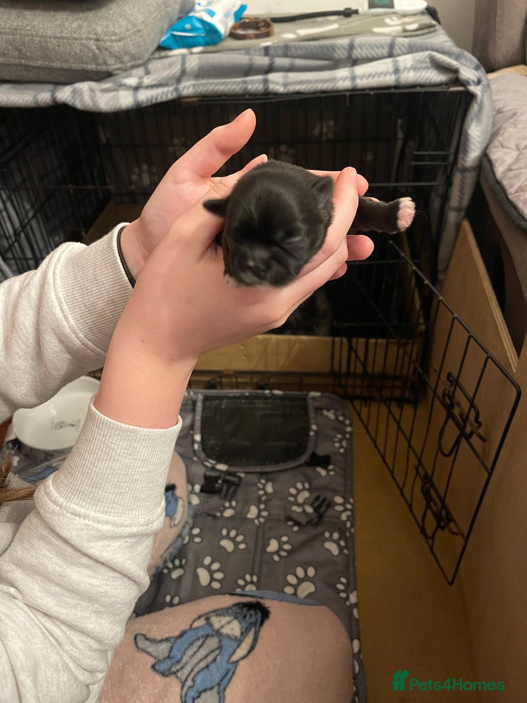 Shih Tzu dogs for sale: imperial karishishi shih tzu - Advert 16