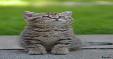 British Shorthair cats - Advert 15
