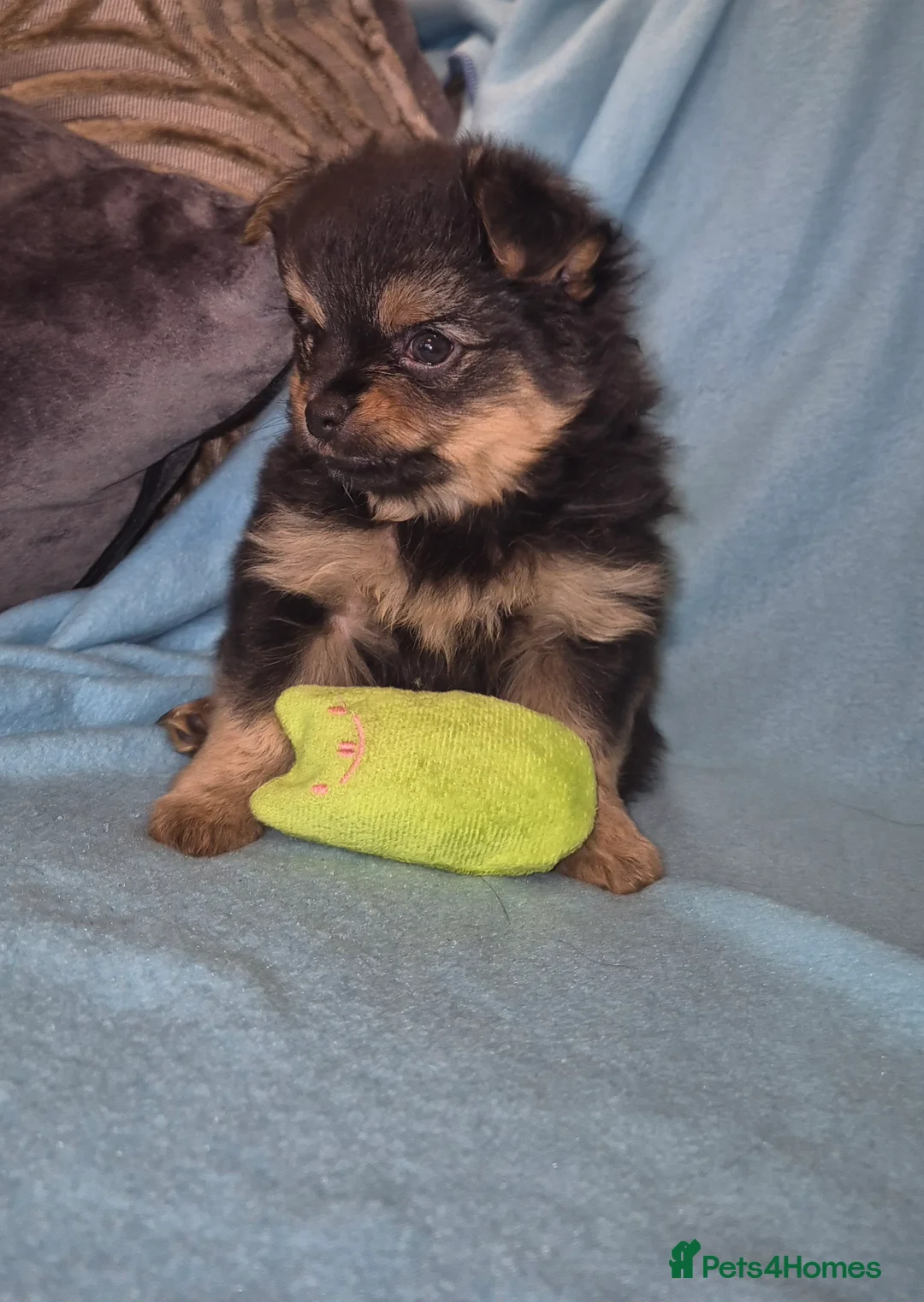 Mixed Breed dogs for sale: TINY yorkie x minature pom puppies - Advert 14