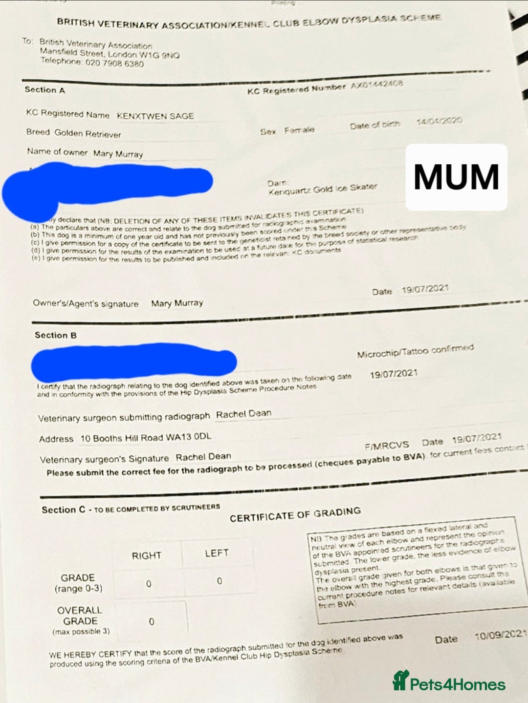 Golden Retriever dogs for sale:  golden retriever pups - Advert 13