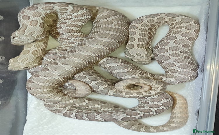 Snake reptiles - Advert 5