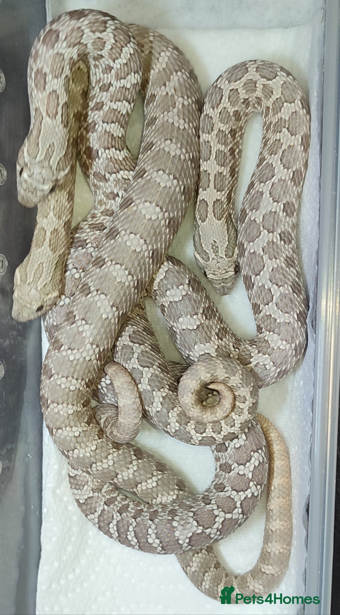 Snake reptiles for sale: Male and female lavender hognoses  - Image 1