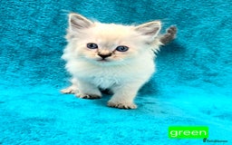 Ragdoll cats for sale: PEDIGREE GCCF REG CHAMPION LINE RAGDOLL KITTENS - Image 13