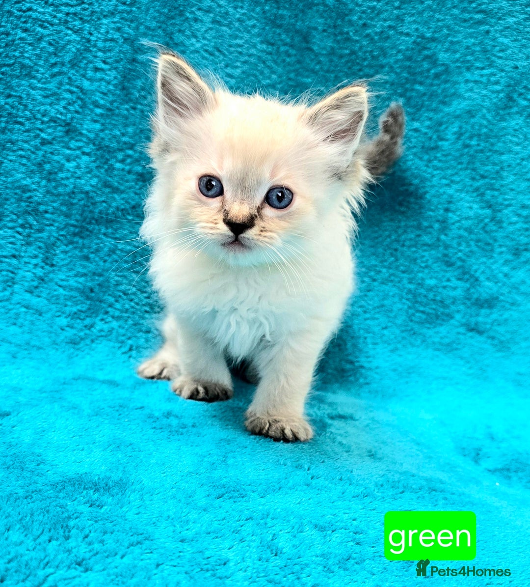 Ragdoll cats for sale: PEDIGREE GCCF REG CHAMPION LINE RAGDOLL KITTENS - Image 13