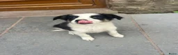 Mixed Breed dogs for sale: 🐾 Six Beautiful Welsh Border Collies 🐾 - Advert 12