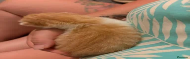 Kitten 2