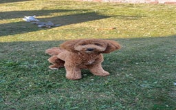 Cavapoo dogs for stud: Cavapoo stud dog  - Image 1