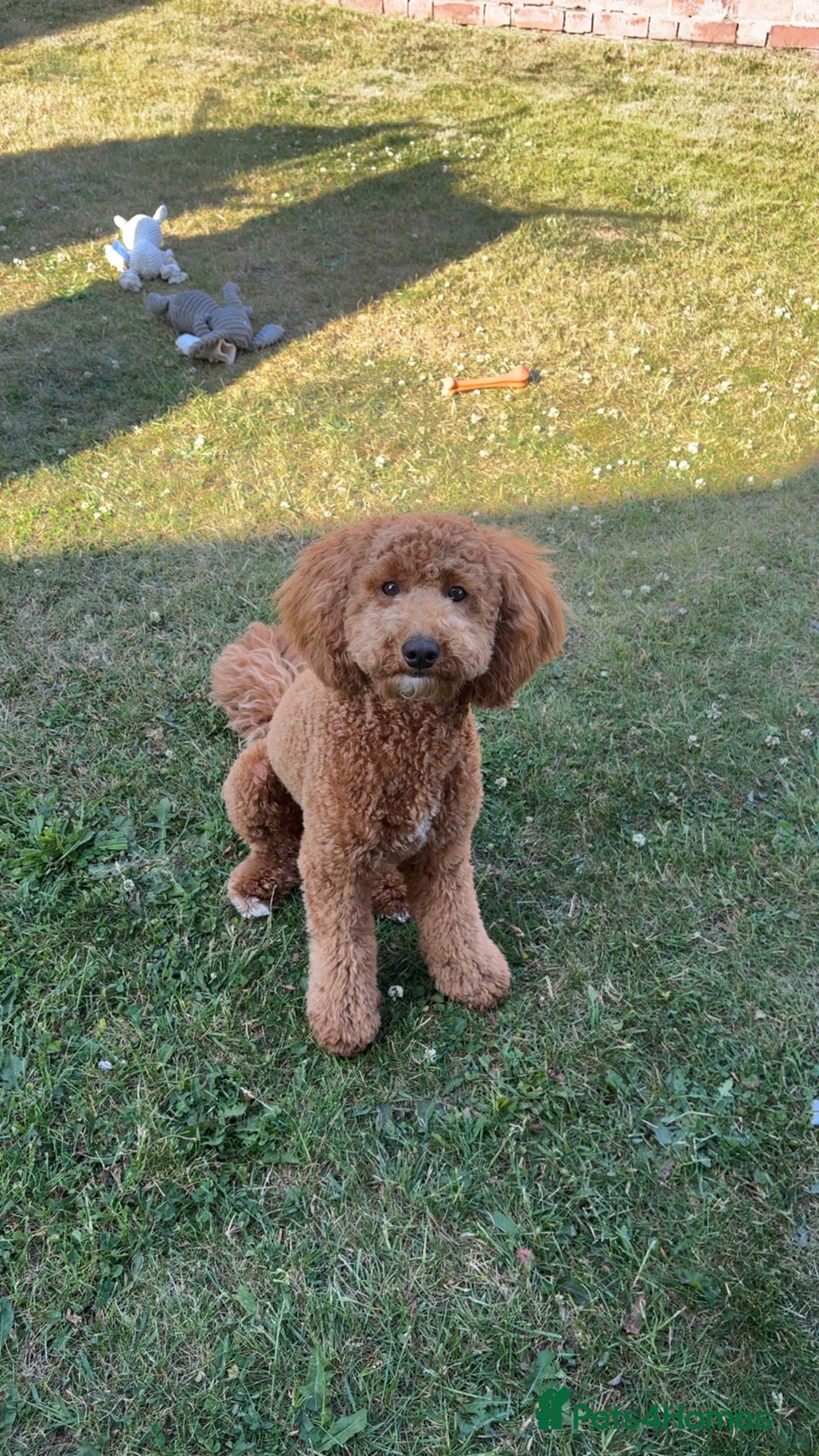 Cavapoo dogs for stud: Cavapoo stud dog  - Image 1