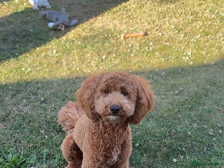 Cavapoo dogs - Advert 1