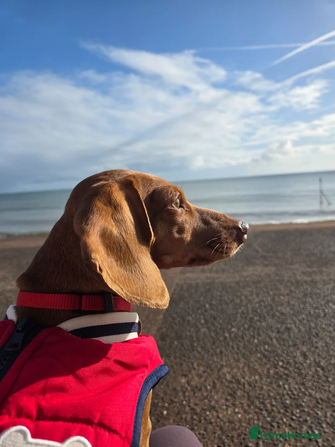 Miniature Dachshund dogs for sale: KC Mini Dachshund Puppies - Stunning - Advert 2