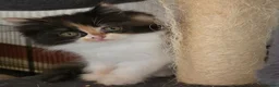 Persian cats for sale: Beautiful Ragdoll/Persian Kittens. - Advert 12