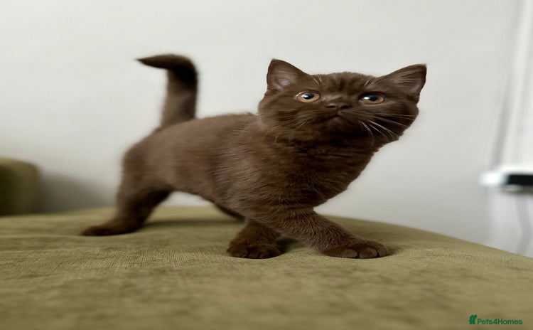 British Shorthair cats - Advert 9