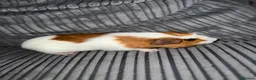 Guinea Pig rodents for sale: 2 female guinea pigs - Advert 2