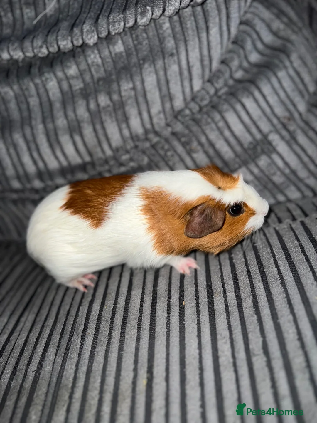 Guinea Pig rodents for sale: 2 female guinea pigs - Advert 2