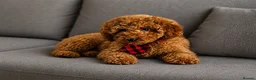 Toy Poodle dogs for sale: Red toy poodle 🐩  - Advert 5