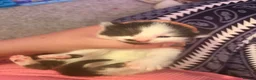 Mixed Breed cats for sale: 4 beautiful fluffy kitten  - Advert 10