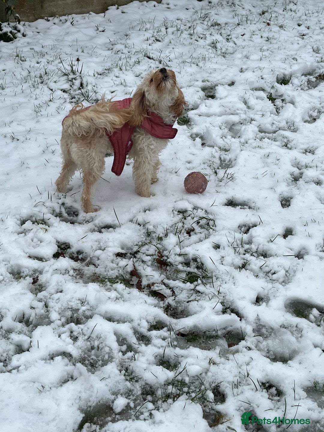 Cockapoo dogs for sale: New home needed for Priya  - Image 5