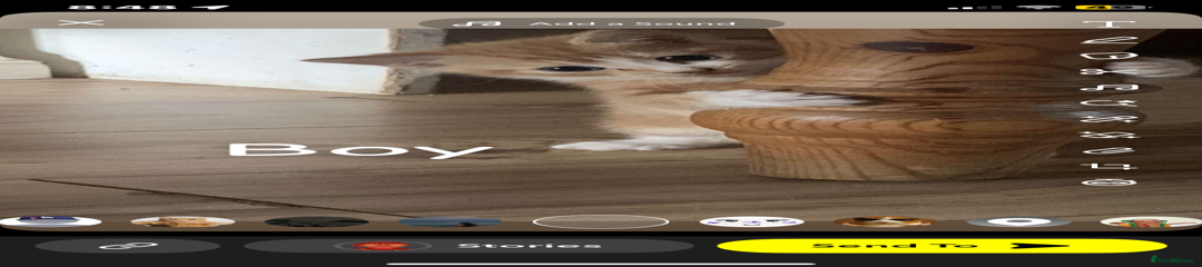 Mixed Breed Kitten 2