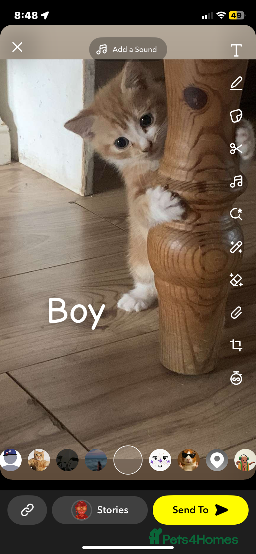 Mixed Breed cats for sale: 6 beautiful kittens  - Image 6
