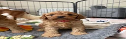 Cavapoo dogs for sale: Extensively Health tested F1 Cavapoo🐾 puppies - Advert 18