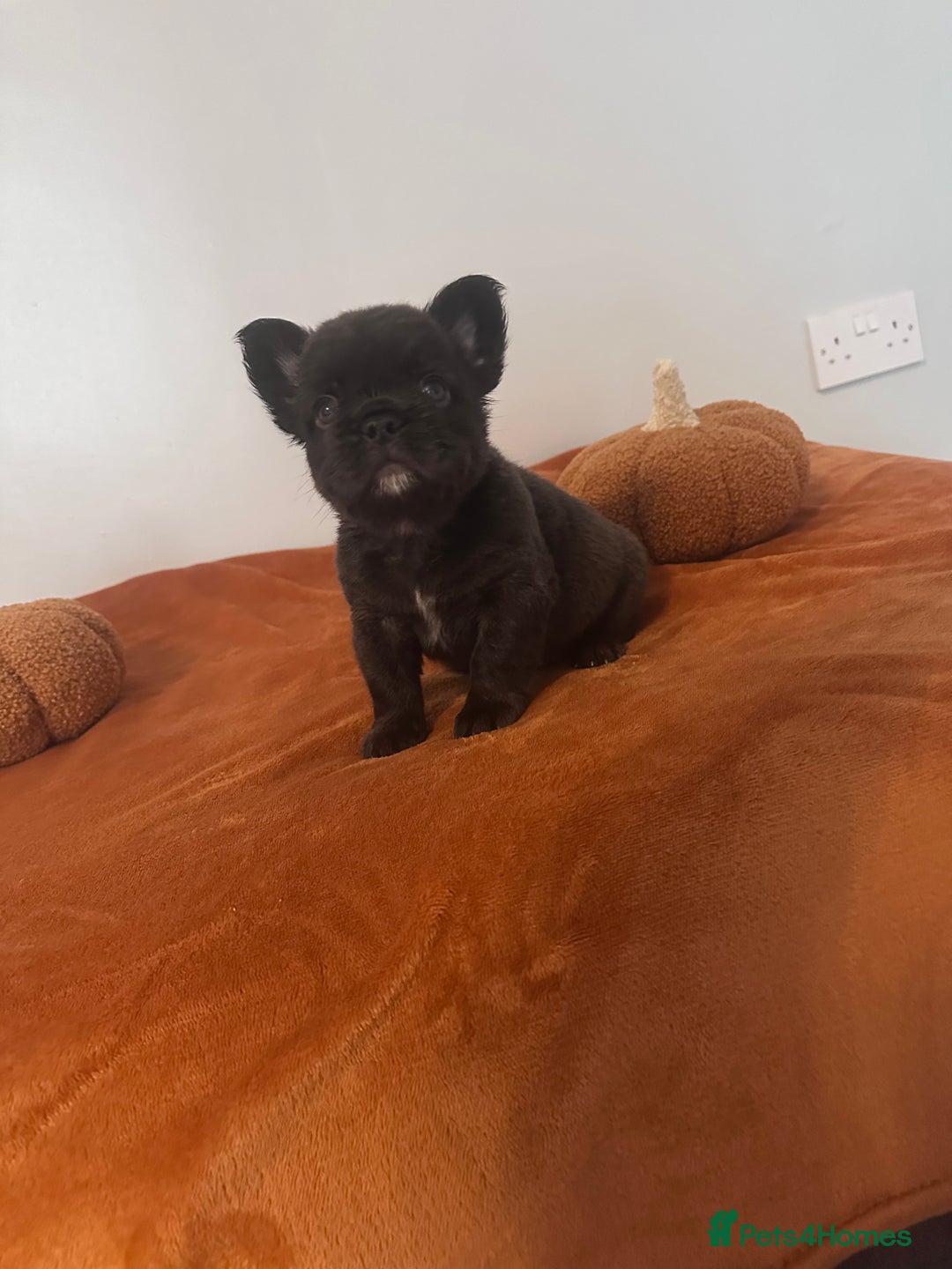 French Bulldog dogs for sale: Fluffy FrenchBulldogs - Image 13