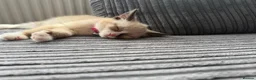 Mixed Breed cats for sale: Female kitten - Advert 6