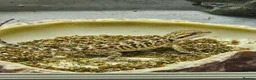Bearded Dragon reptiles for sale: 1 Bearded Dragons  - Advert 4