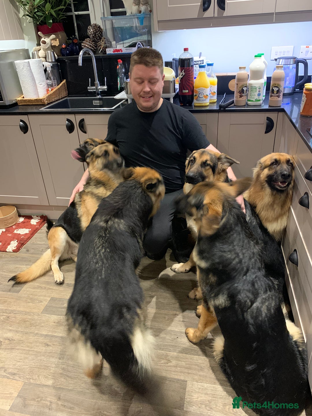 German Shepherd dogs for sale: REX - German Shepherd Boy - 15 months old  - Image 11