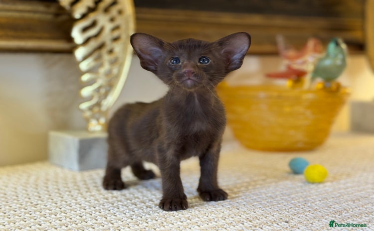 Oriental cats Superb TICA Registered Oriental & Siamese Babies - Advert 3