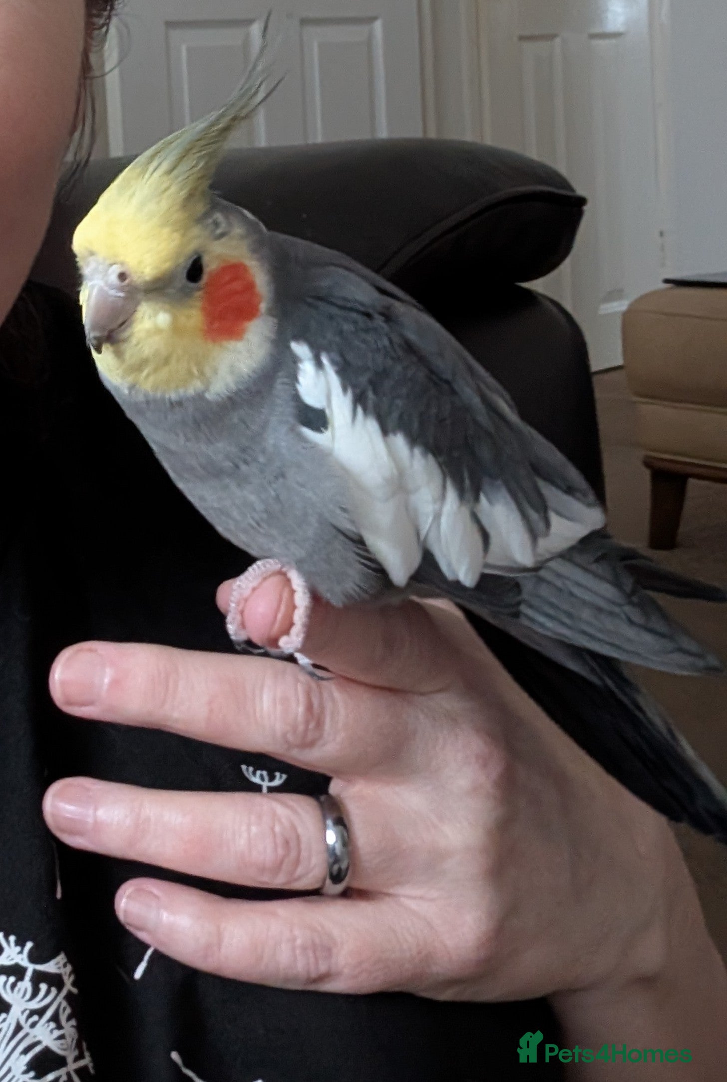 Cockatiels birds Cockatiel male  - Advert 1