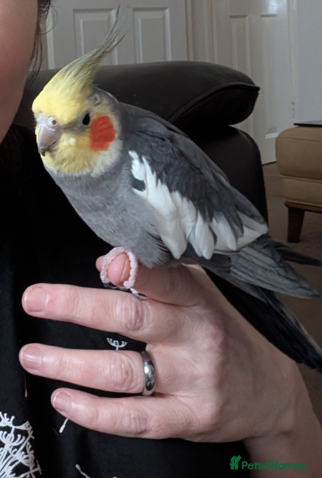 Cockatiels birds for sale: Cockatiel male  - Advert 1