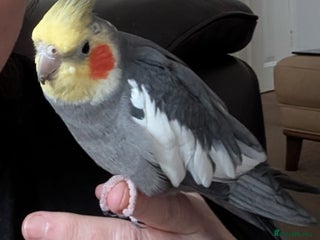 Cockatiels birds Cockatiel male - Advert 1