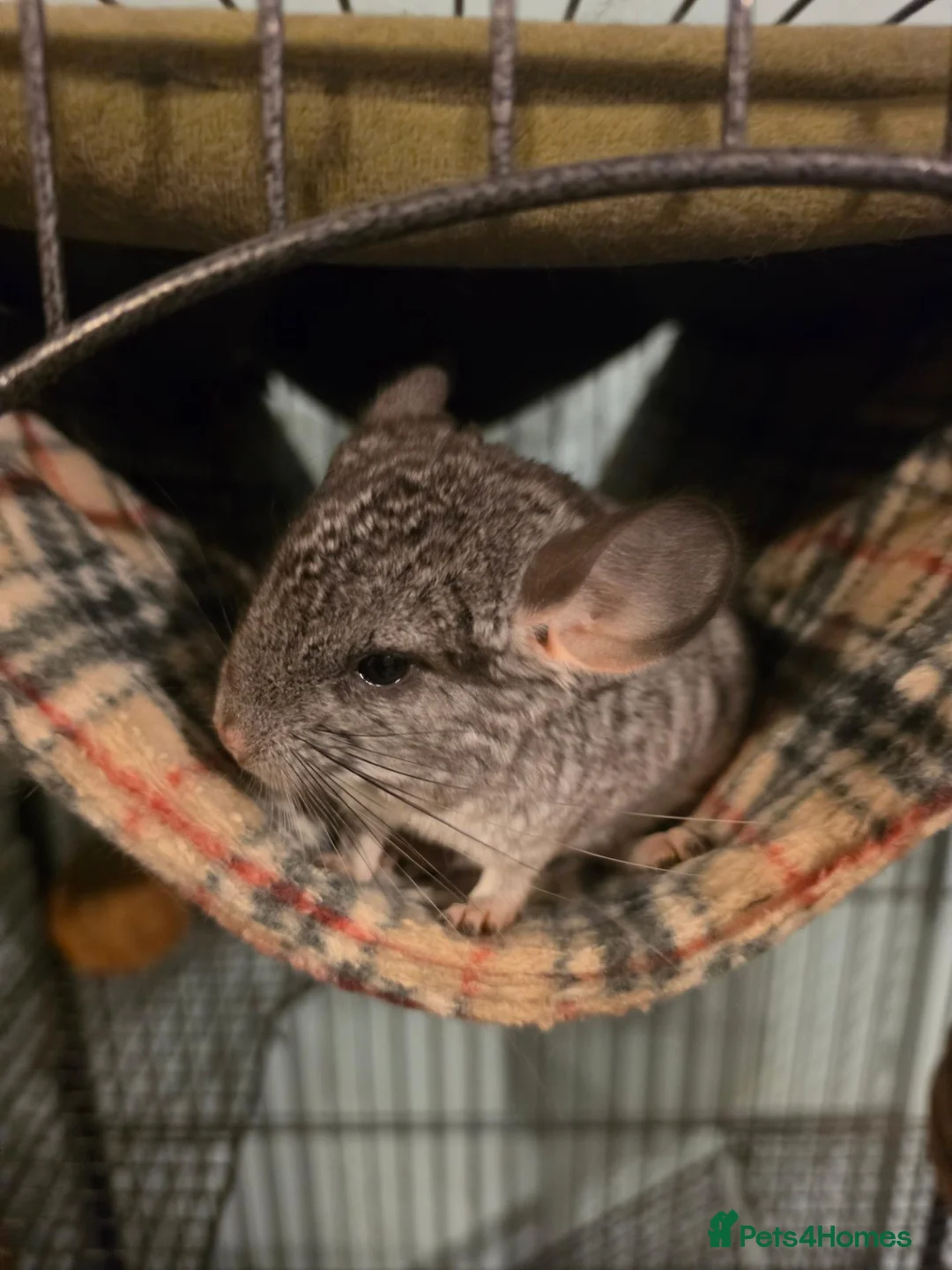Chinchilla rodents for sale: Chinchilla  - Advert 4