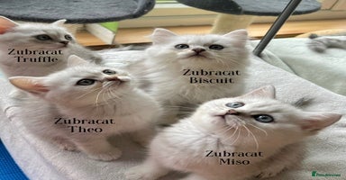 British Shorthair cats - Advert 1