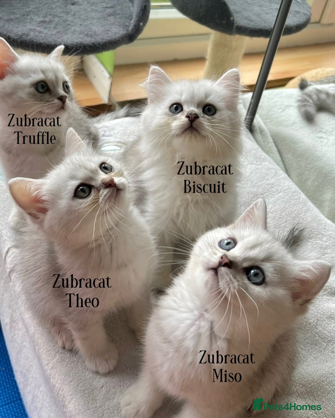 British Shorthair cats for sale: READY NOW ‼️🏆CHAMPIONS Bloodline BSH GCCF. - Image 14