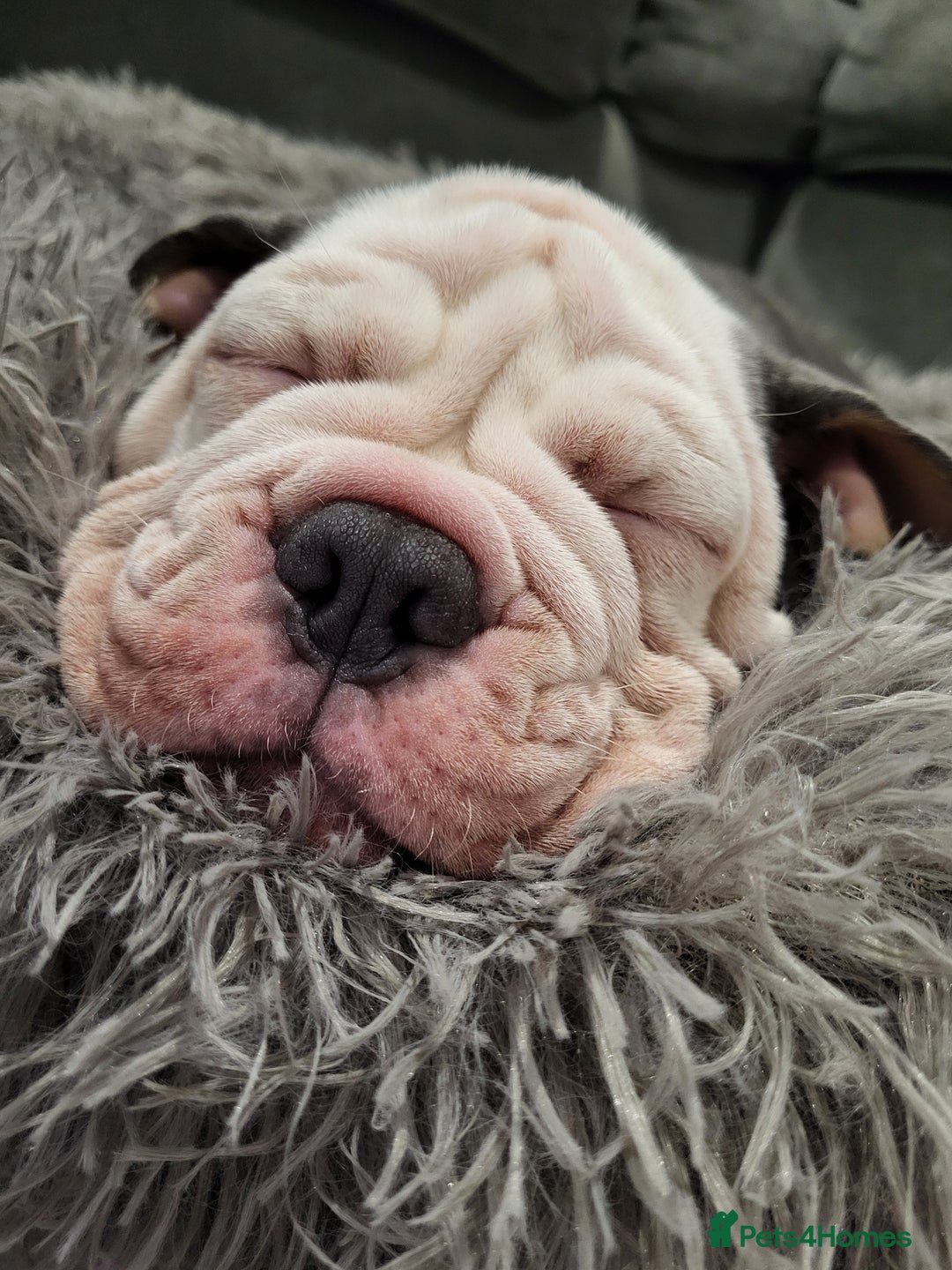 Olde English Bulldogge dogs for sale: Olde English Bulldog Female  - Advert 4