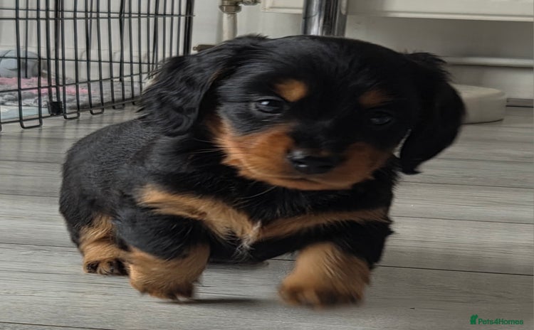 Miniature Dachshund dogs - Advert 4