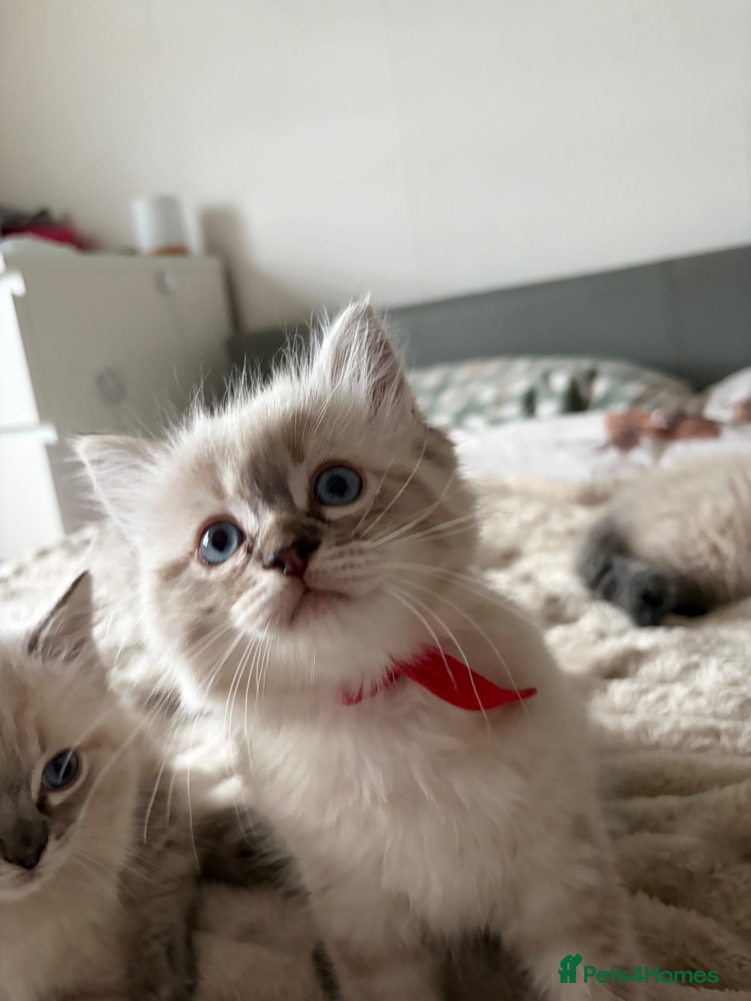 Ragdoll cats Gorgeous ragdoll kittens! - Advert 1