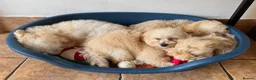 Maltipoo dogs for sale: Exceptional litter of F1 Maltipoo puppies - Advert 3