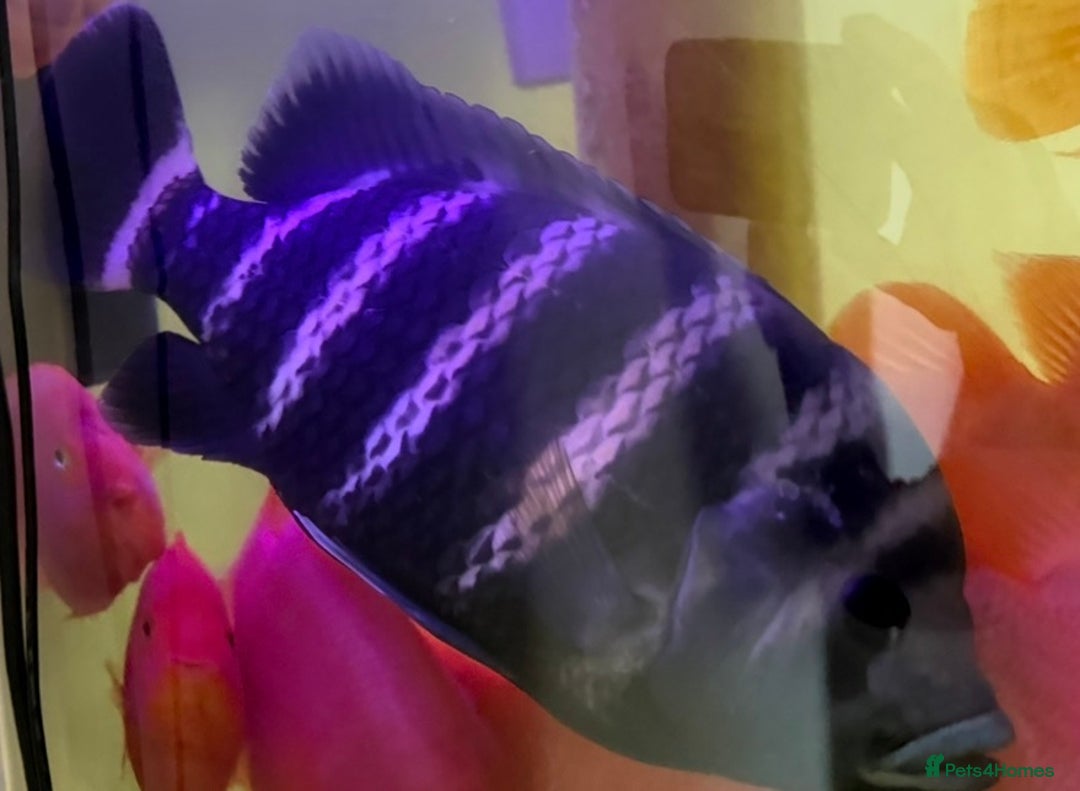 Cichlids fish for sale: Albino Tiger Oscar  - Advert 4