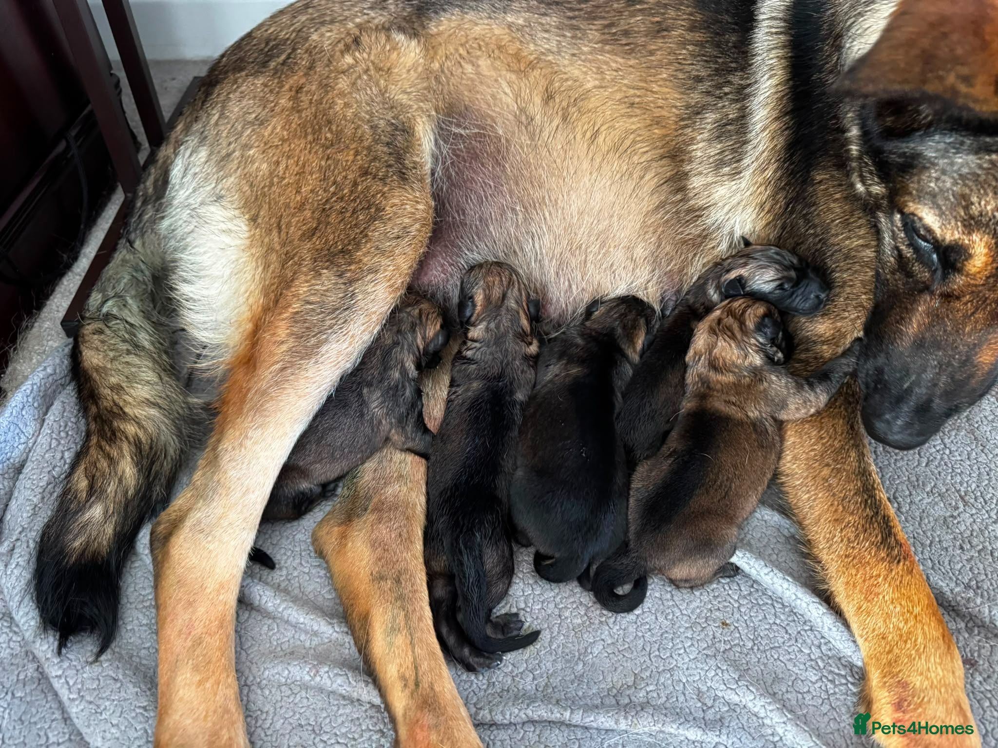 German Shepherd dogs German Shepherd Puppies – Boys and Girls Available - Advert 1