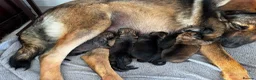 German Shepherd dogs for sale: German Shepherd Puppies – Boys and Girls Available in Birmingham - Advert 1