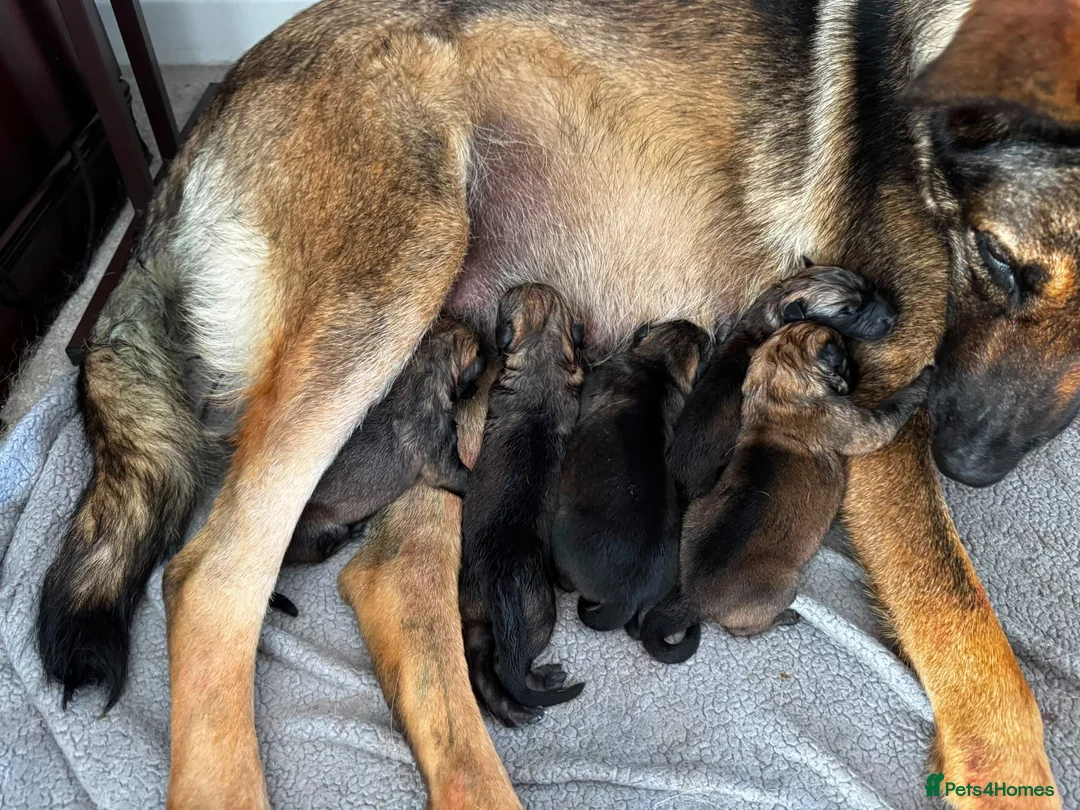 German Shepherd dogs for sale: German Shepherd Puppies – Boys and Girls Available in Birmingham - Advert 1