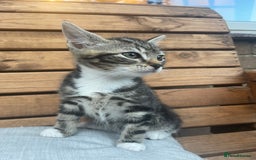 Domestic Shorthair cats for sale: Adorable kittens looking for their forever home  - Image 4
