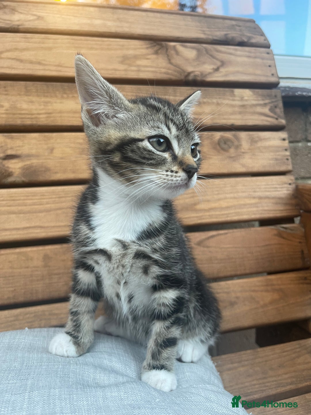 Domestic Shorthair cats for sale: Adorable kittens looking for their forever home  - Image 4