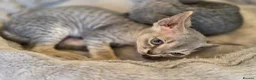 Devon Rex cats for sale: Pedigree TICA Registered Devon Rex Kitten - Advert 6