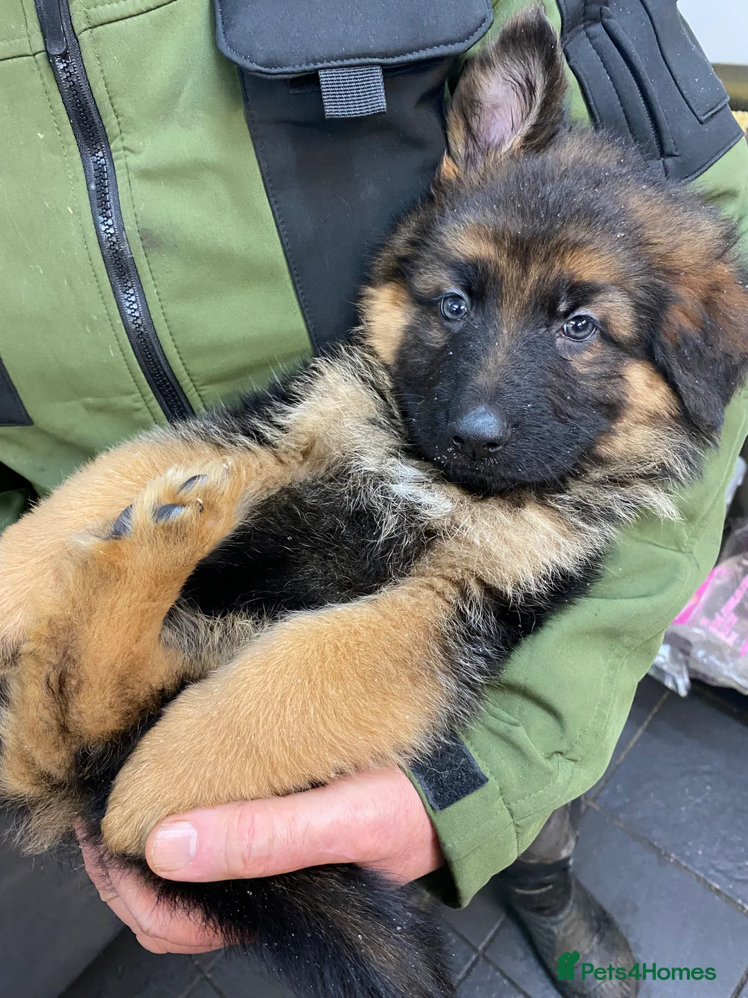 German Shepherd dogs for sale: Charming german shepherd puppy - Advert 3