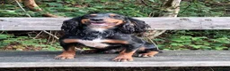 Cocker Spaniel dogs for sale: Working Cocker Spaniel Puppies boys and girls - Advert 2